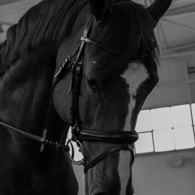 The Knight and His Horse - Carlos and Arthur  thumbnail