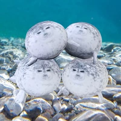 Bob the seal thumbnail