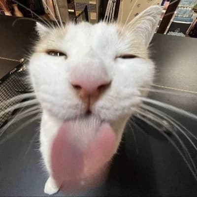 stupid cat thumbnail