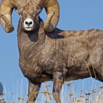 Ram thumbnail