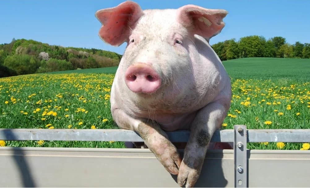 PiGlet thumbnail