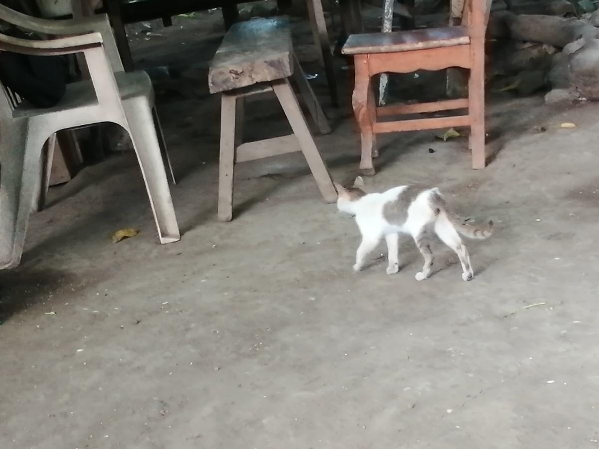 Kitty cat pussy thumbnail