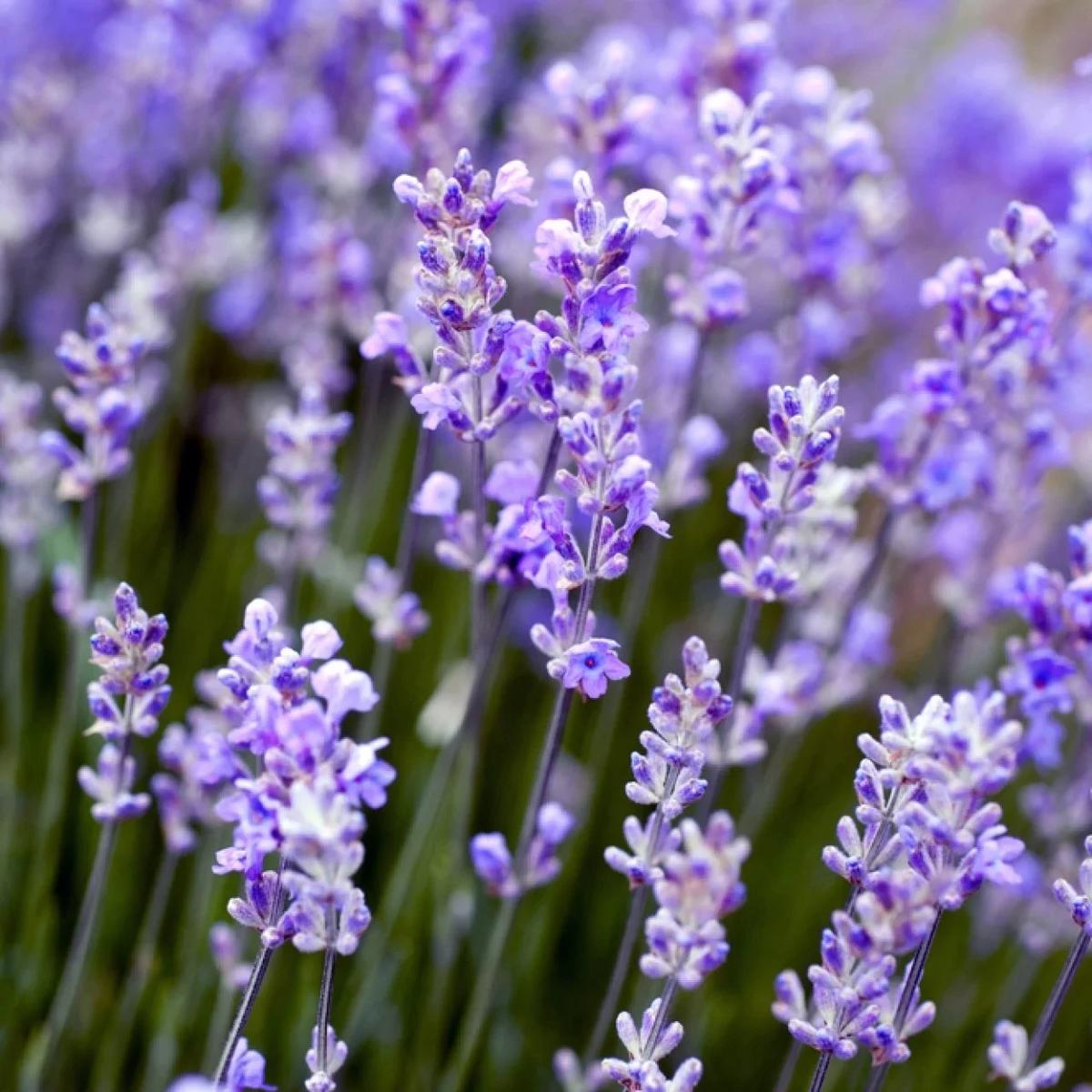 Lavender marriage - Male POV thumbnail