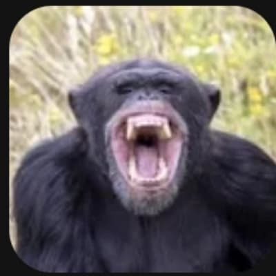 Chimpanzee thumbnail