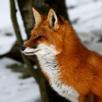 Wild fox turned domestic? thumbnail