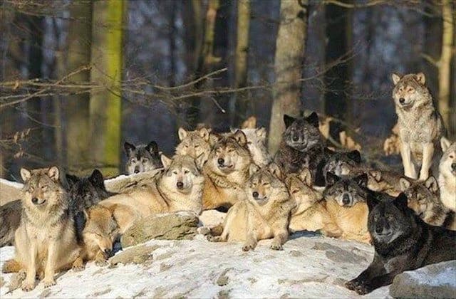 Wolf pack thumbnail