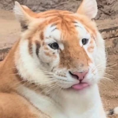 Milo the tiger 🐯 thumbnail