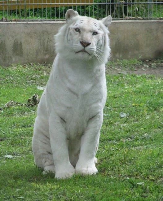 Mark thumbnail