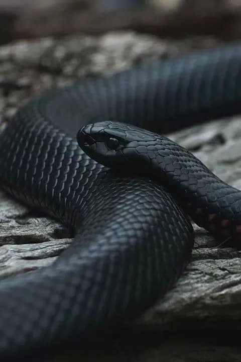 Kenko Snake thumbnail