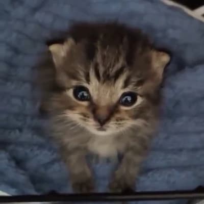 Abandoned kitten thumbnail