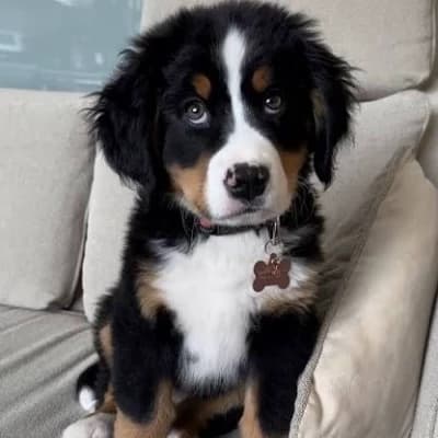 Bernese Mountain Dog thumbnail