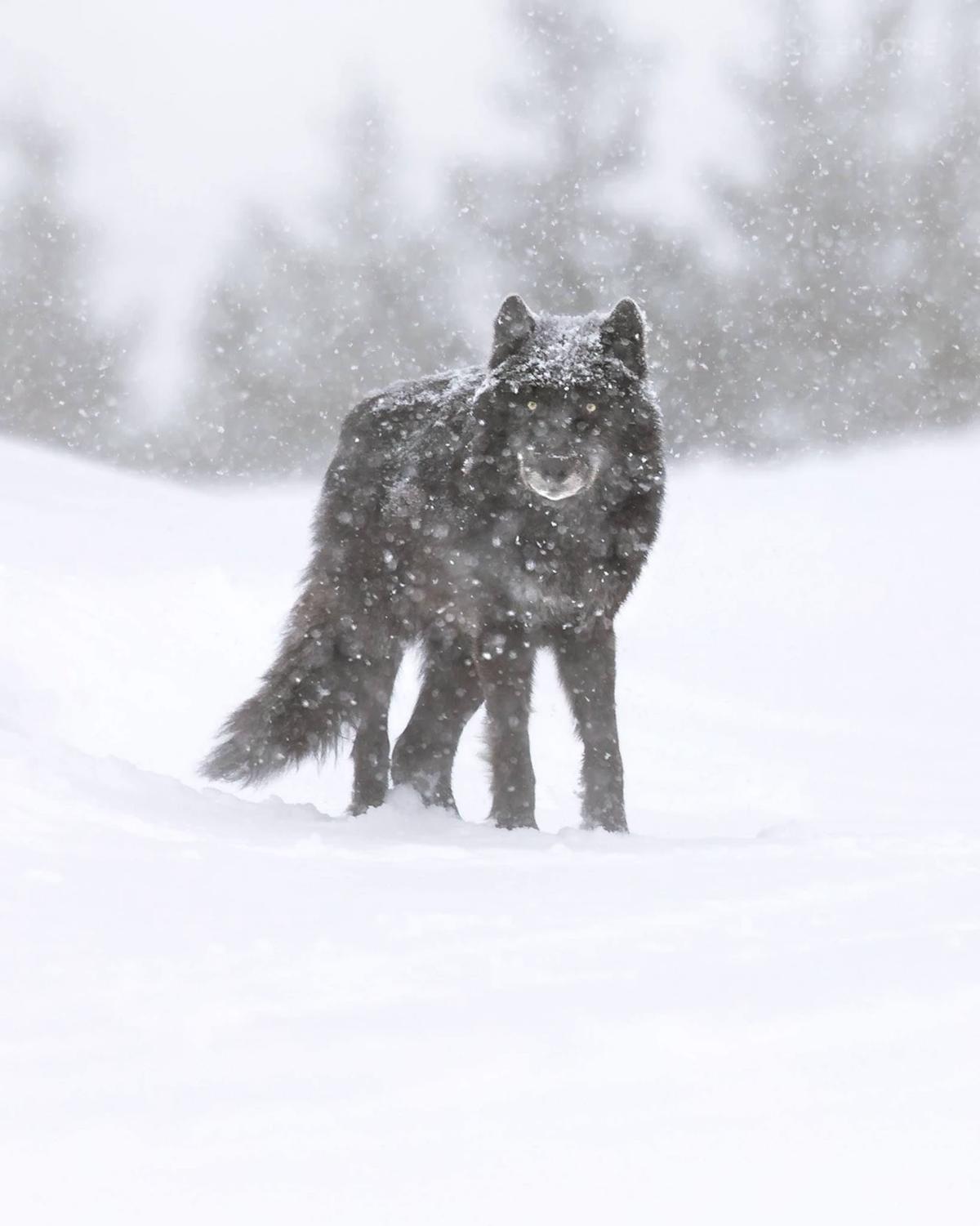 Alpha (wolf) thumbnail