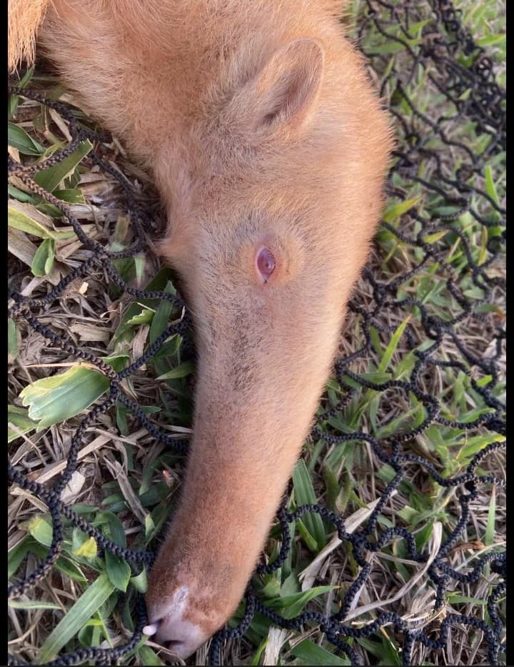 Albino anteater thumbnail