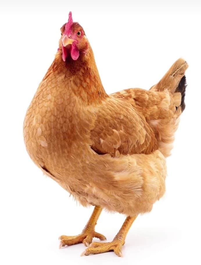 Chuckles the roast chicken  thumbnail