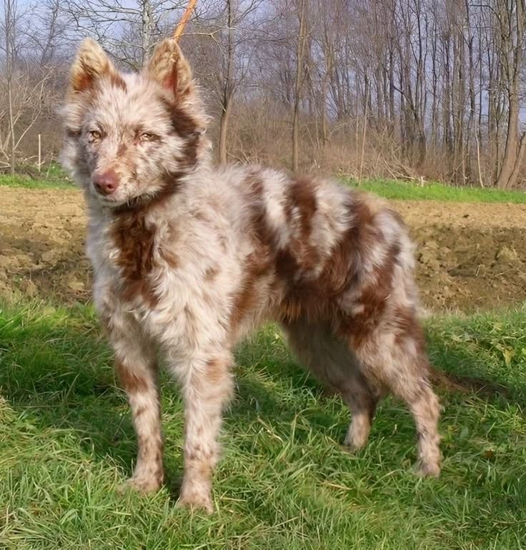 Choose your breed and location as an animal. thumbnail