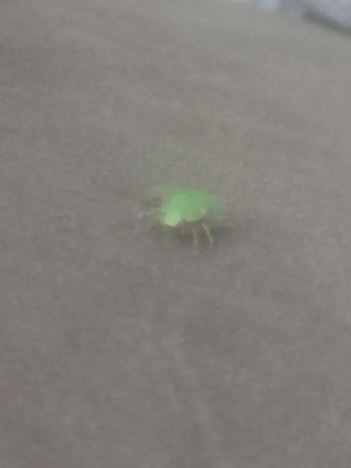 San Juan-Chili Beetle thumbnail