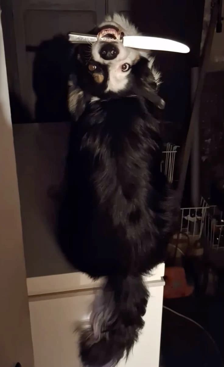 Maya, your crazy dog thumbnail