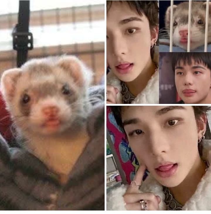 Hyunjin/Huron Hybrid thumbnail