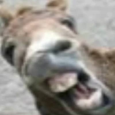 Donkey Osman thumbnail