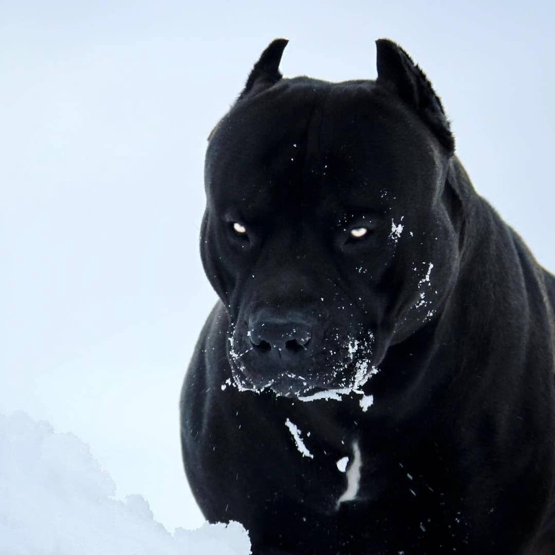 Sebastião (Dog) thumbnail