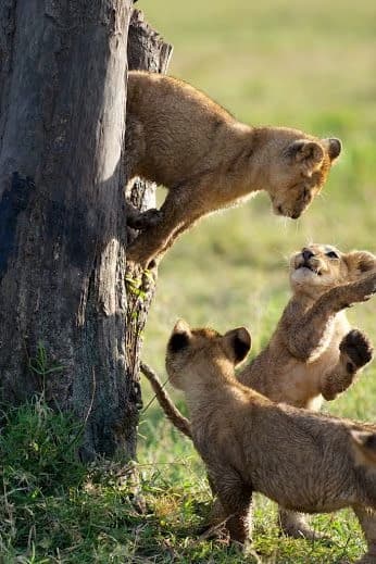 The lions and the Alpha lion thumbnail