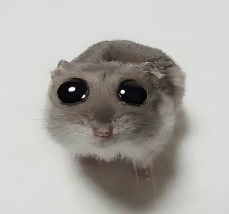 Sad hamster😥 thumbnail