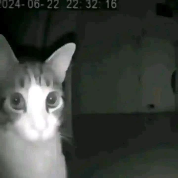Cats... thumbnail