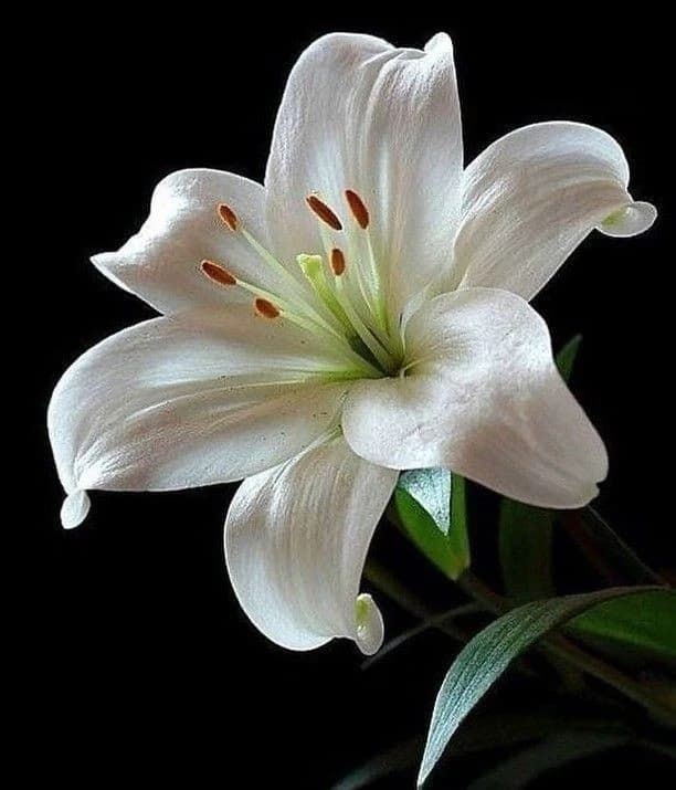 White Flower thumbnail