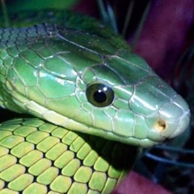 The Cobra thumbnail
