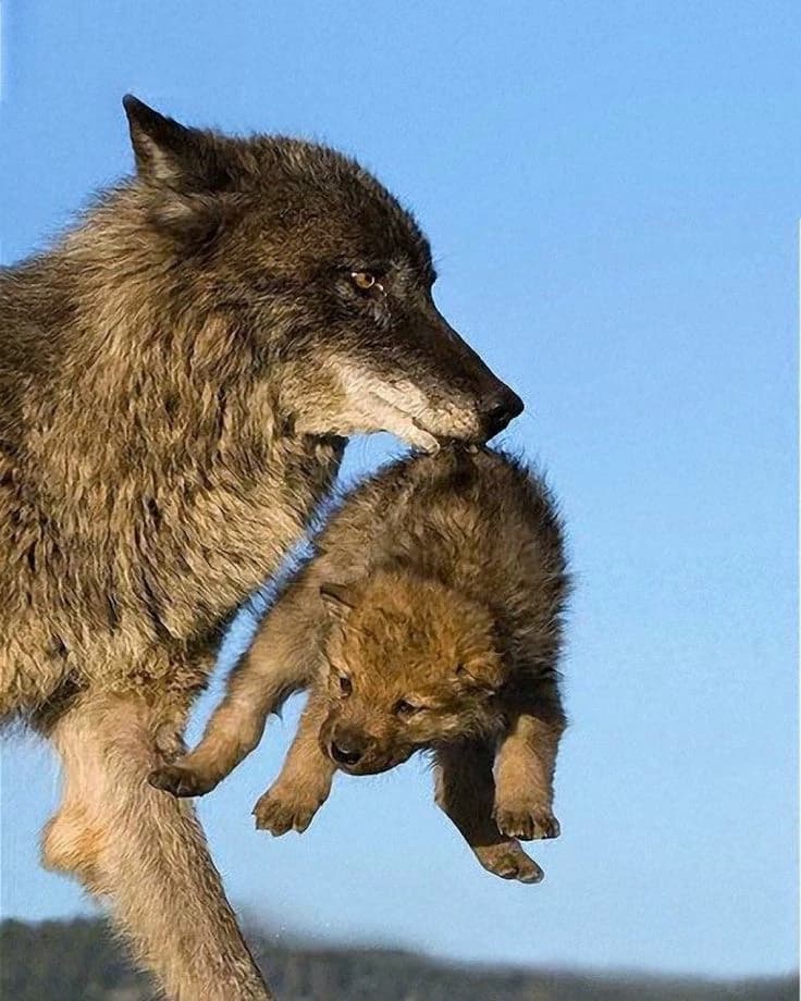 The wolves and the Alpha wolf thumbnail