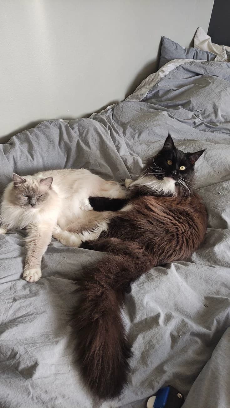 Kiro - Maine coon thumbnail