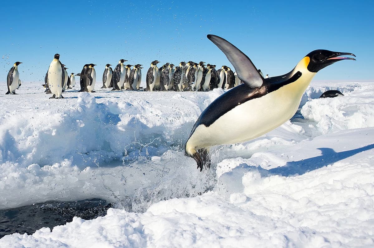 You're a penguin thumbnail