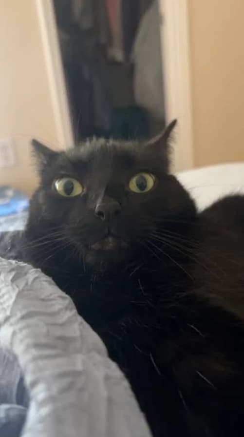 cat thumbnail
