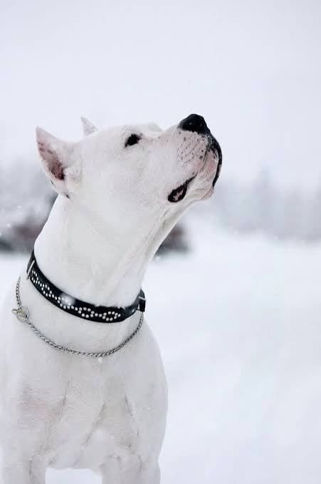 Dogo thumbnail