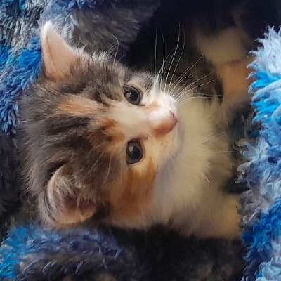 Tricolor thumbnail
