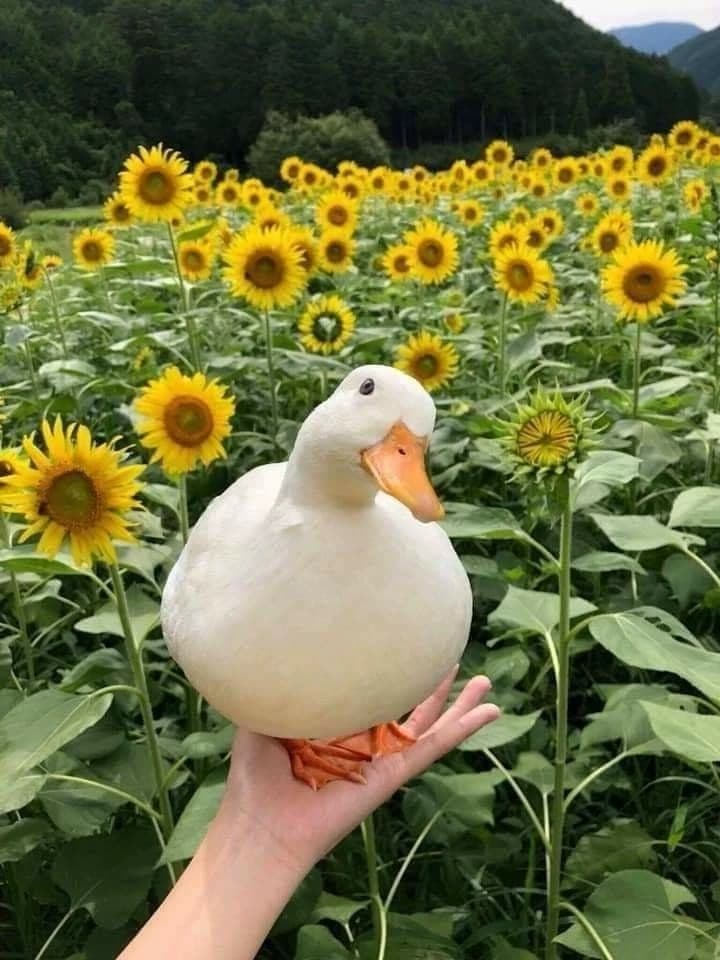 Mystic Duck thumbnail