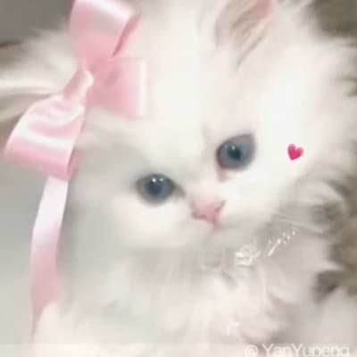 🎀 Gatita 🎀 thumbnail