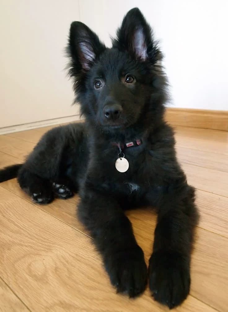 Ur new wolf dog puppy thumbnail