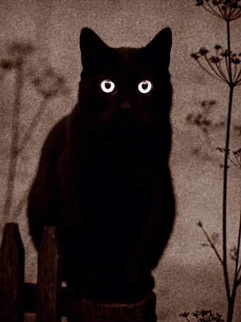 Kael Celeste. (The cat.) thumbnail