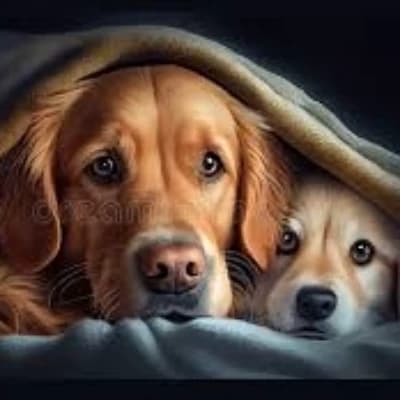 You and your dogs thumbnail