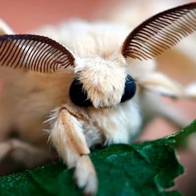 Poodle Moth thumbnail