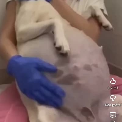 Dog day thumbnail