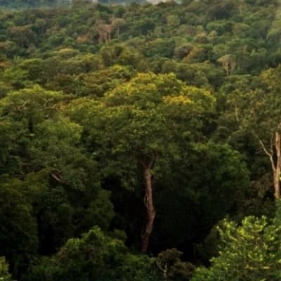 Ghost rainforest, I'm a woman. thumbnail