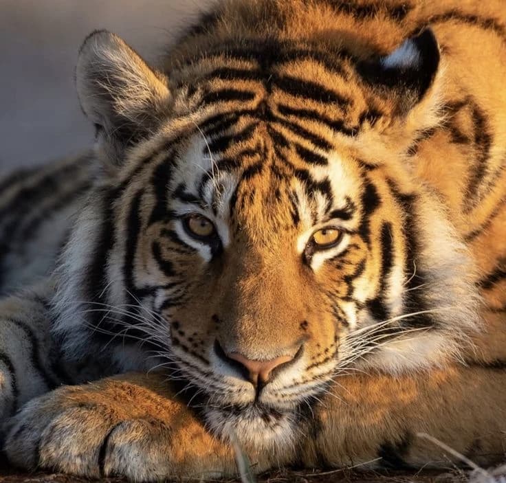 Tigress thumbnail