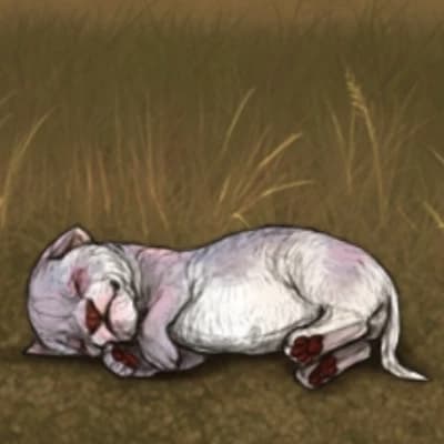 You Are An Albino Dwarf Lion Cub thumbnail