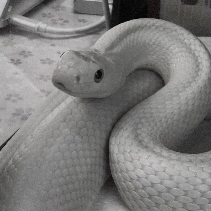 ~White Snake Man thumbnail