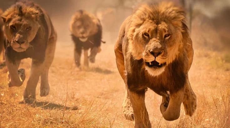The lions and the Alpha lion thumbnail