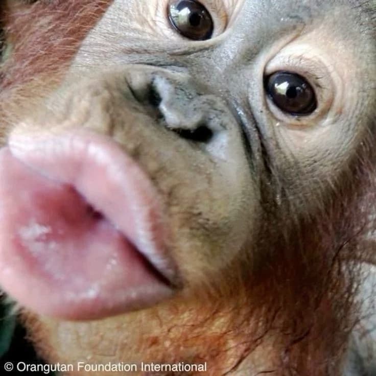 Monkey thumbnail