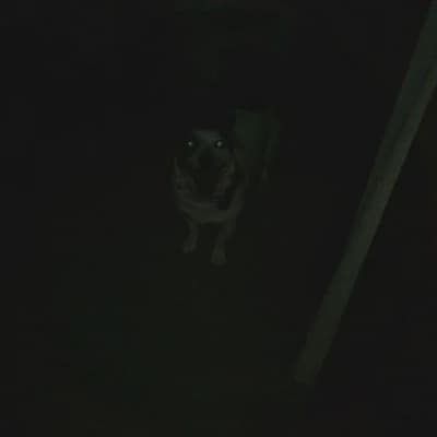 Skin Walker thumbnail