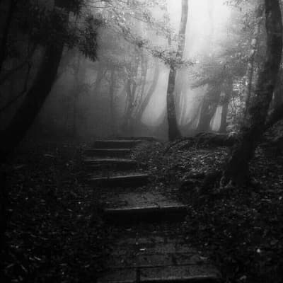 Flywood Forest thumbnail